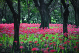 South_Korea (40/70)